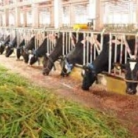 All Kerala Dairy Farm Instructors Association, AKDFIA