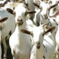 Central Institute for Research on Goats, CIRG