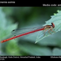 Odonata of India